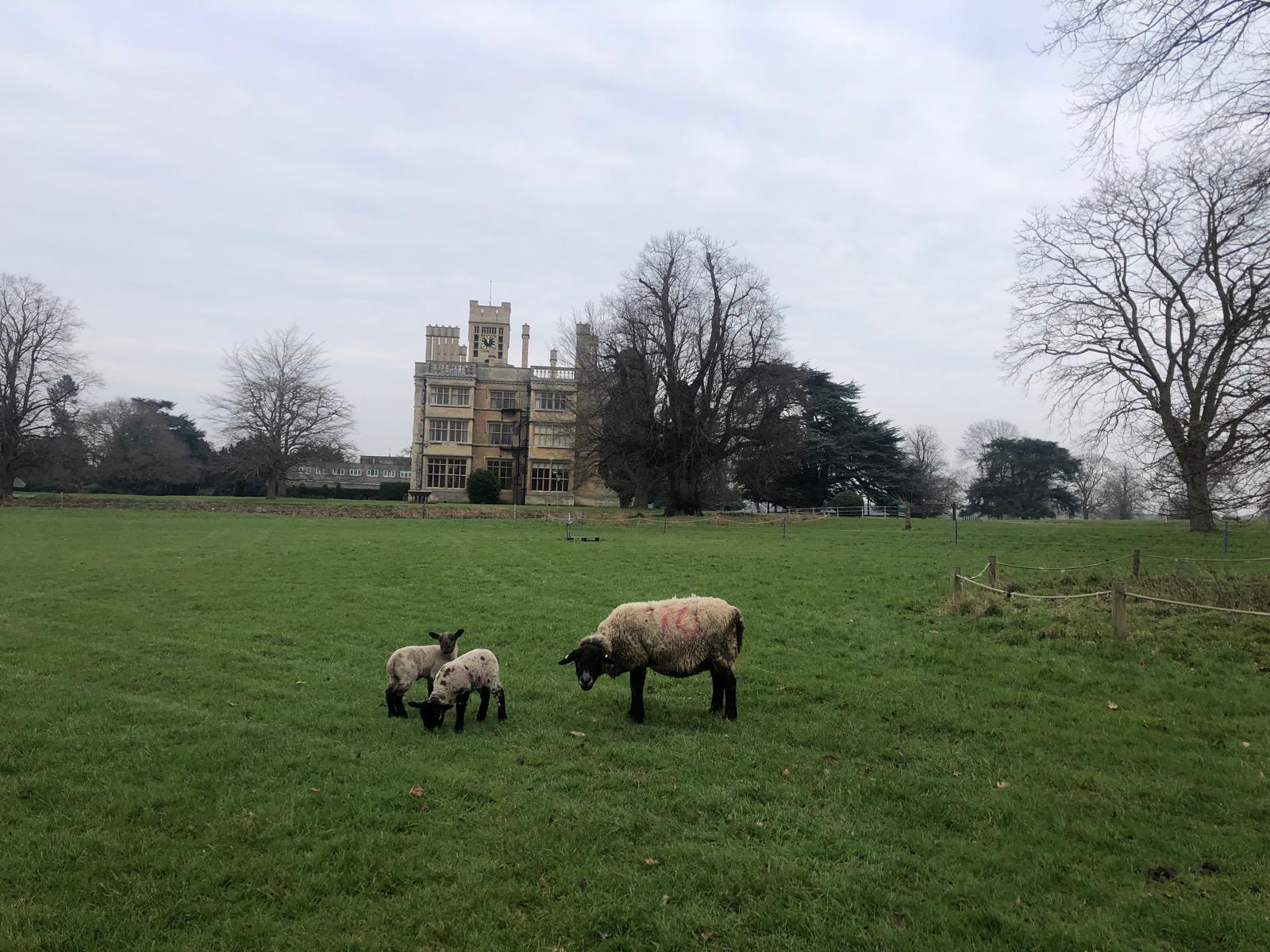 Sheep In Front Of House