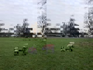 Sheep In Front Of House