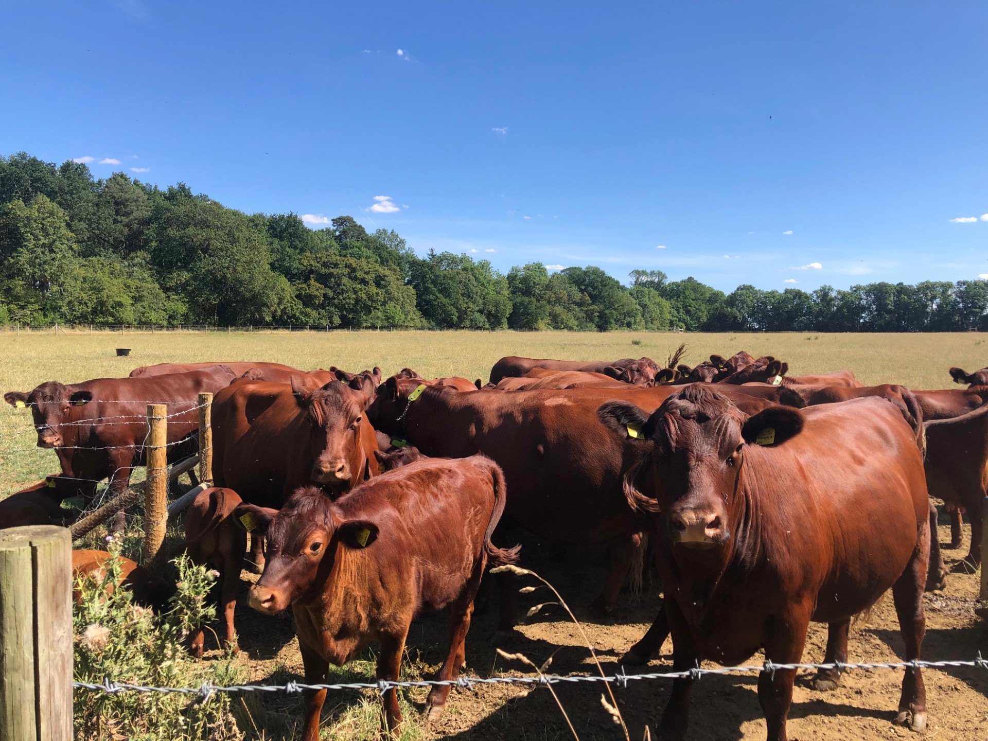 Cattle On The Estate