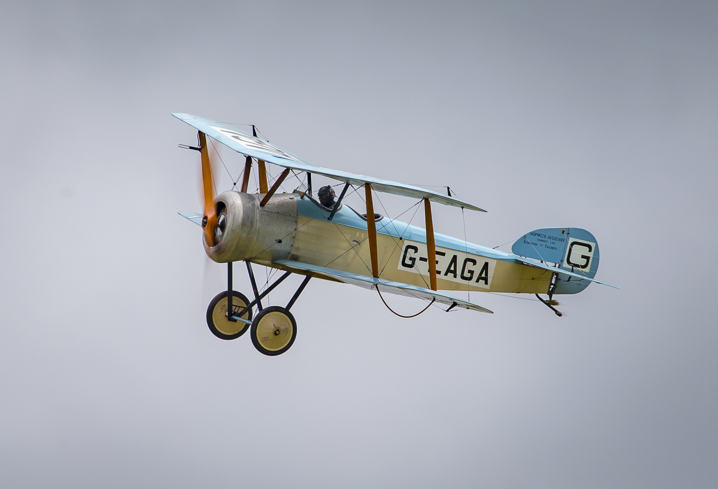 D Harbar Dove June 2016 003