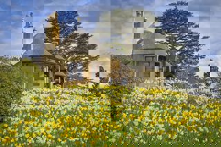 Daffodils Around Swiss Cottage. © The Shuttleworth Trust. Photo Darren Harbar