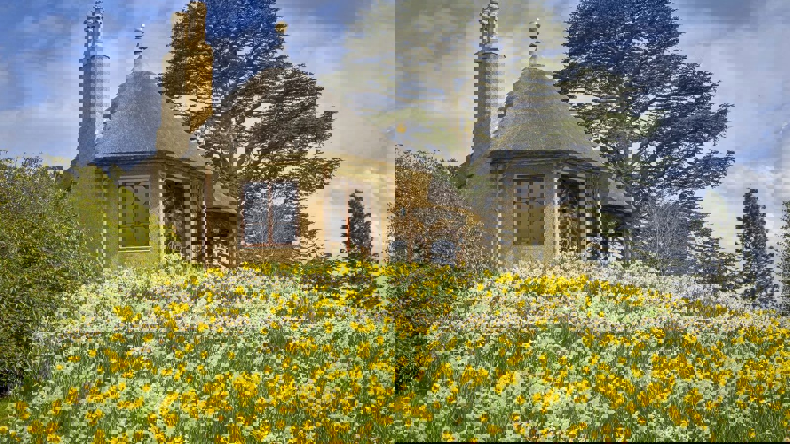 Daffodils Around Swiss Cottage. © The Shuttleworth Trust. Photo Darren Harbar