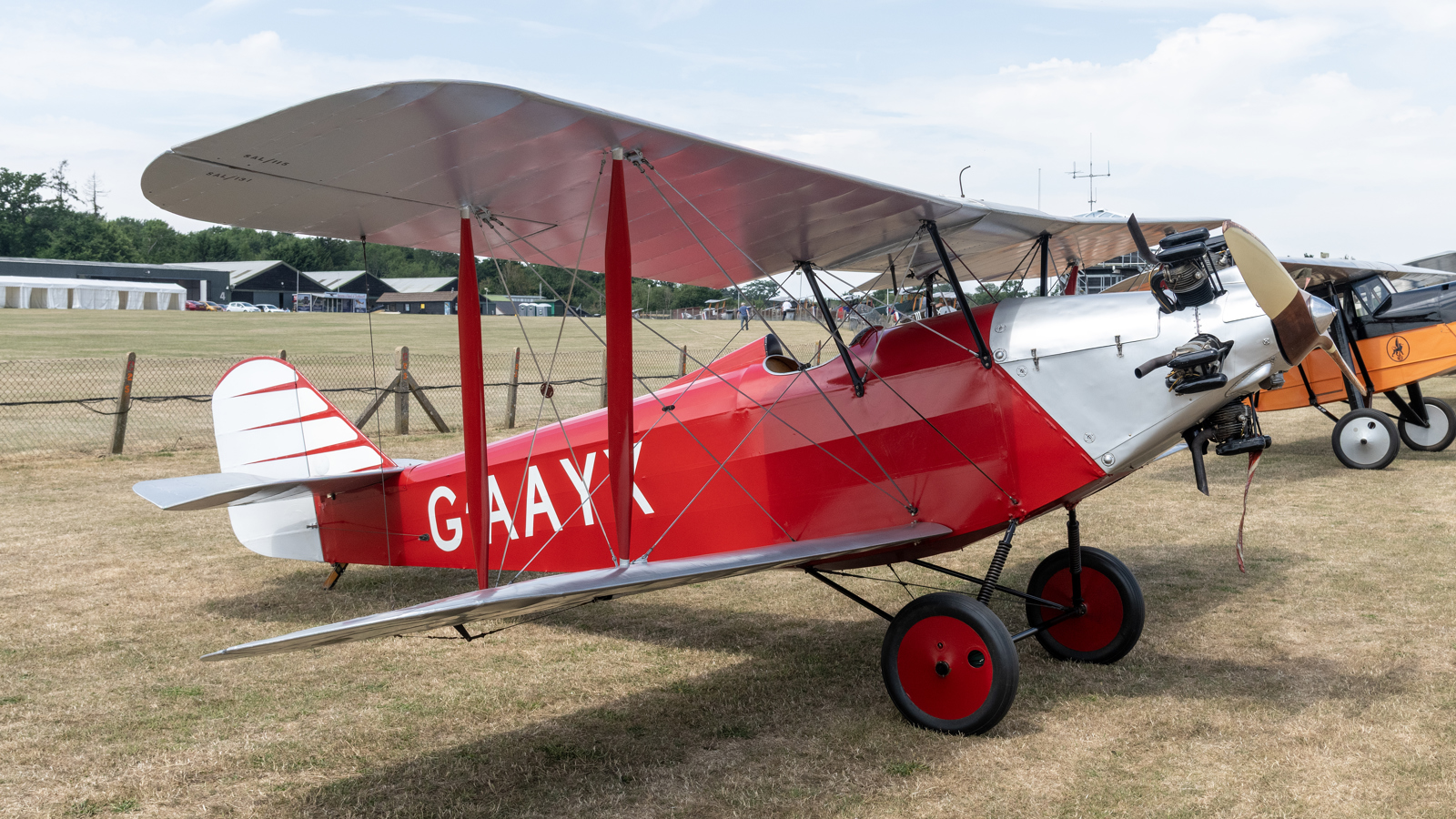 Southern Martlet