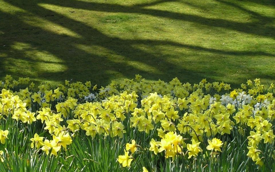 Spring Walk and Lunch with Head Gardener image