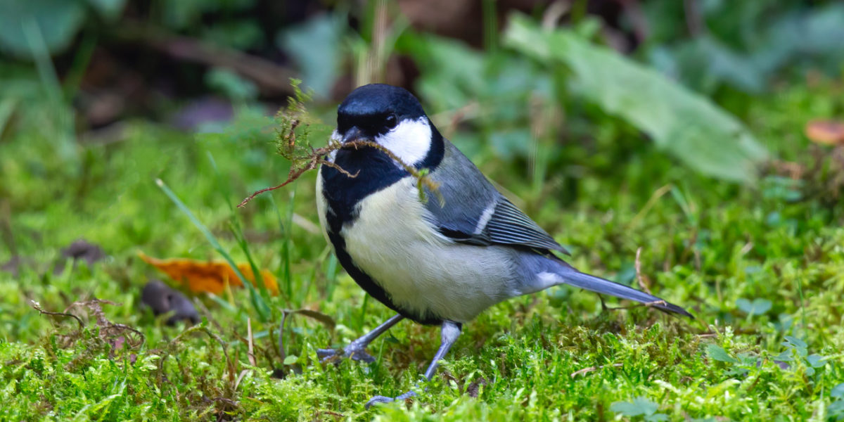 Birdsong Walk image