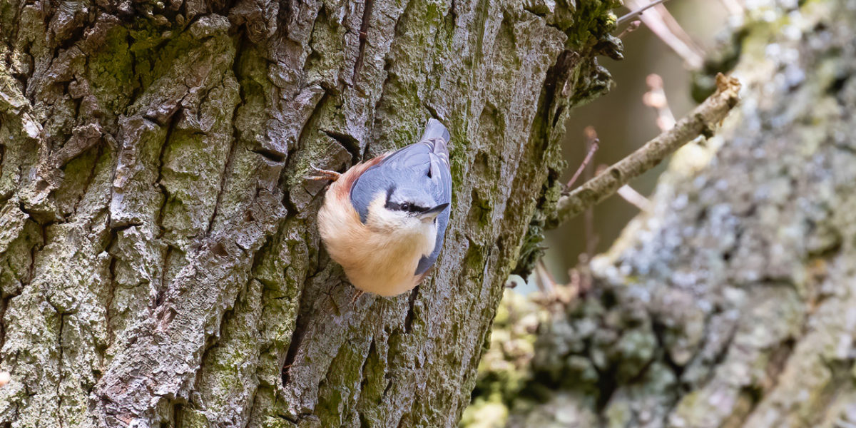 Birdsong Walk image