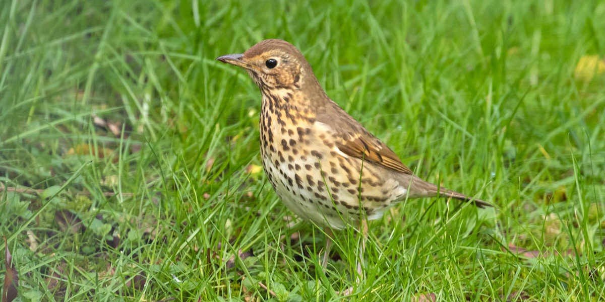 Birdsong Walk image