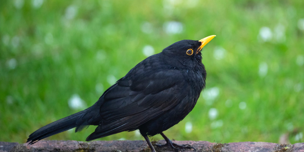Birdsong Walk image