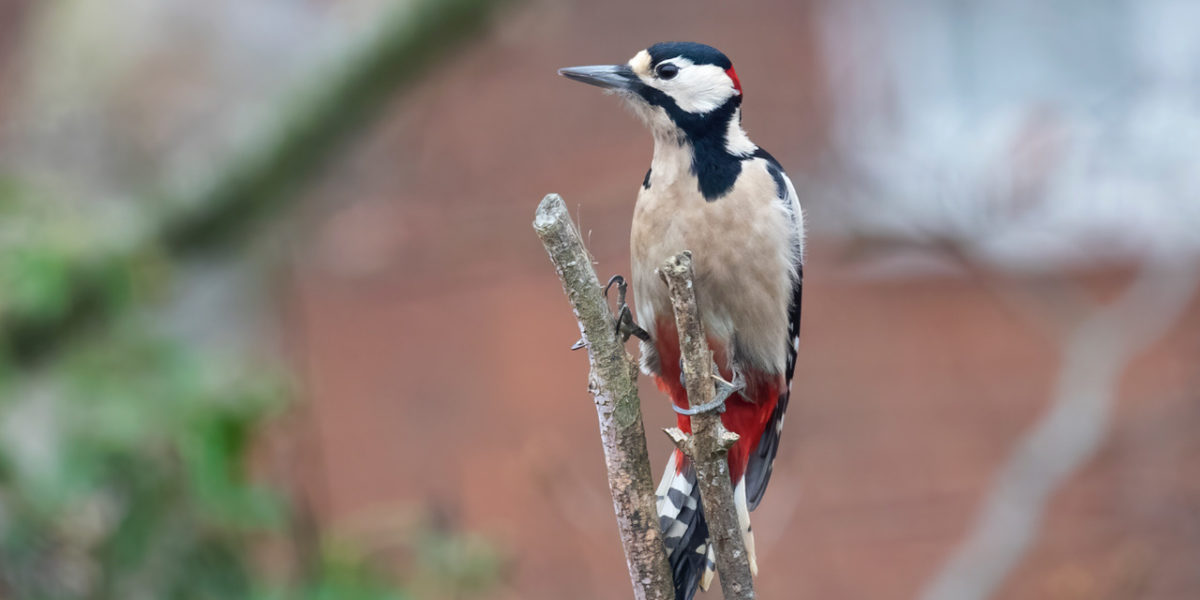 Birdsong Walk image