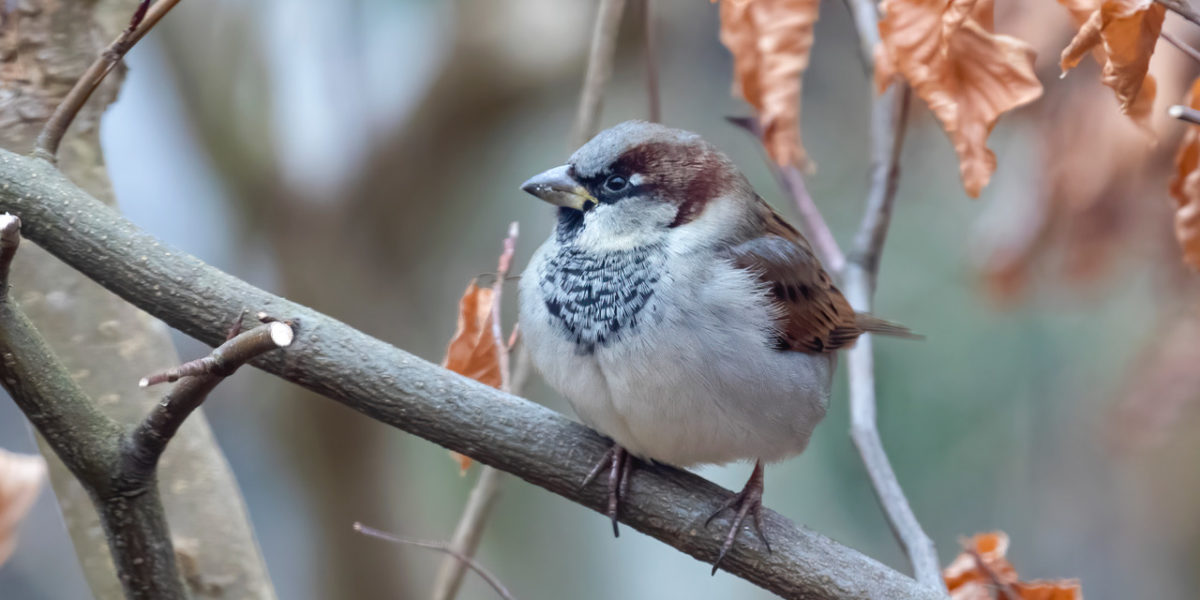 Birdsong Walk image